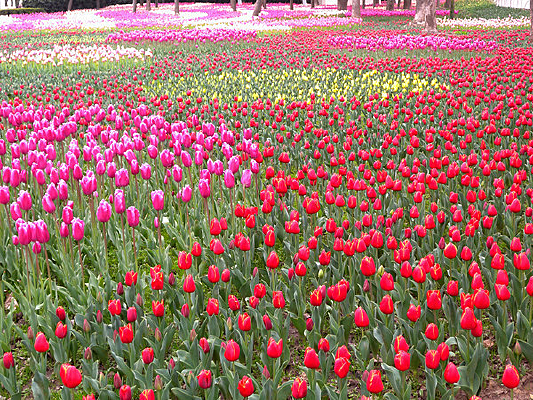 ʢ��������