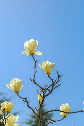 蓝天下的白玉兰花