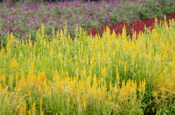 �ۻƵĻ��ݷ羰ͼƬ