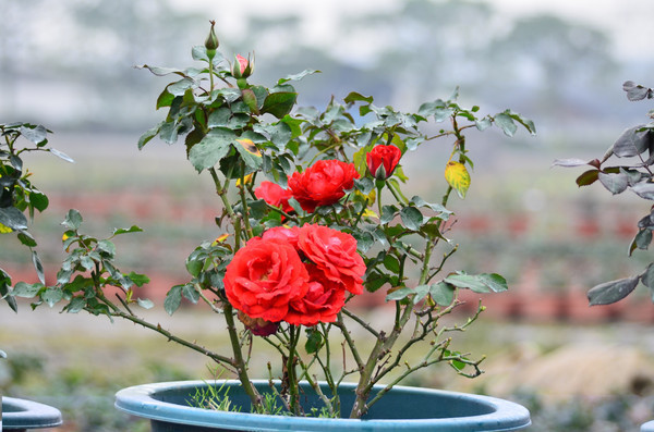 һ������õ�廨