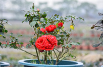 ����õ��