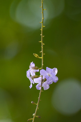 ��ɫС����дͼƬ