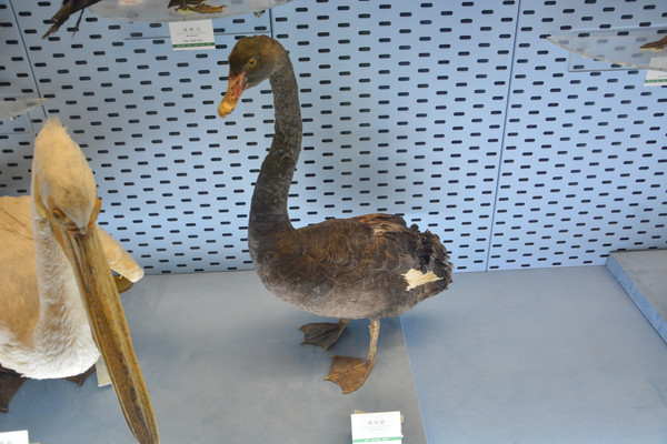 �걾�����