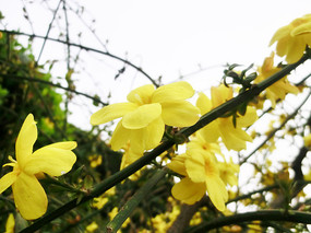 ����ӭ����