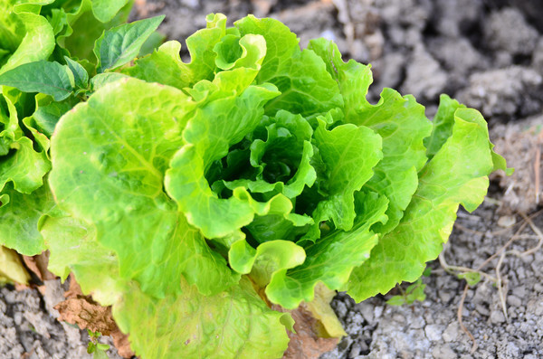 ���������ũ����