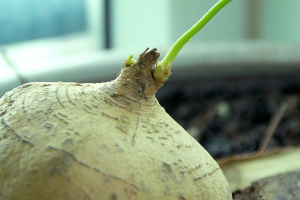 �������Ϸ�����ѿ