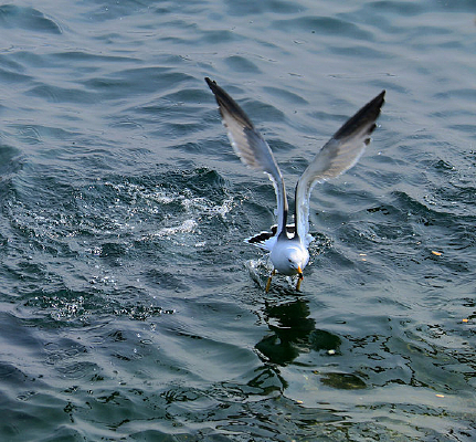 ��Ÿչ�����ͼƬ