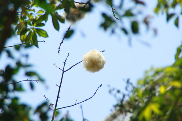 Բ���޻��򻨶�