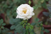 ��ɫõ�����ͼƬ