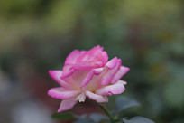 ��ɫ��ɫ����õ�� 