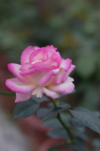 ��ɫ��ɫ����õ�����ͼƬ