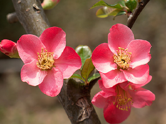 ��ɫ���Ļ�