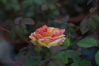 ��ɫ��õ�廨����ͼƬ