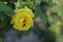 ����õ��