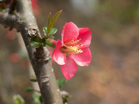 �����ĺ��Ļ�