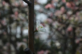 �����Ͽ���һ�仨