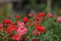 һƬ��ɫ��õ�廨����ͼƬ