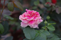 �Ϻ�ɫ��õ�廨����ͼƬ