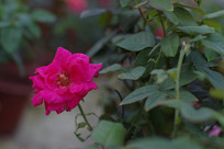 ��ɫõ�廨����ͼƬ