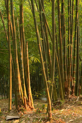 ��Ӱ����