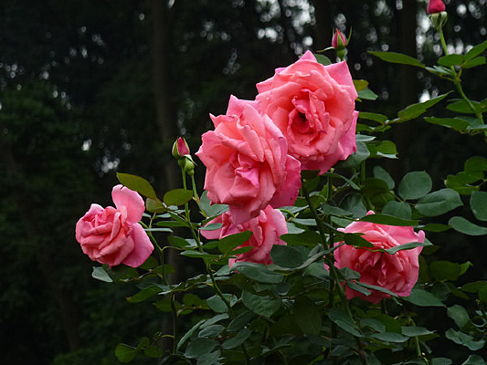 ���޵�õ�廨