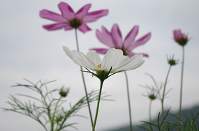 ��ɫ��ɣ����д