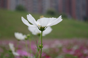 ��ɫ��ɣ����д