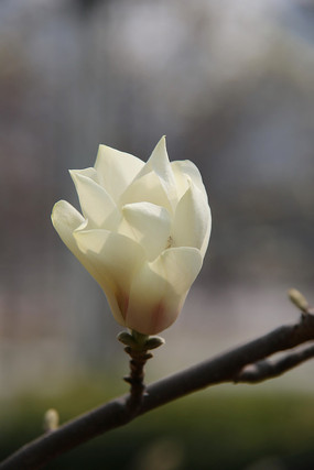 鸭绿江断桥与盛开的白色玉兰花