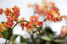 ��ɫ������