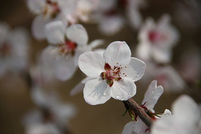 ��ˮ���ӣ������