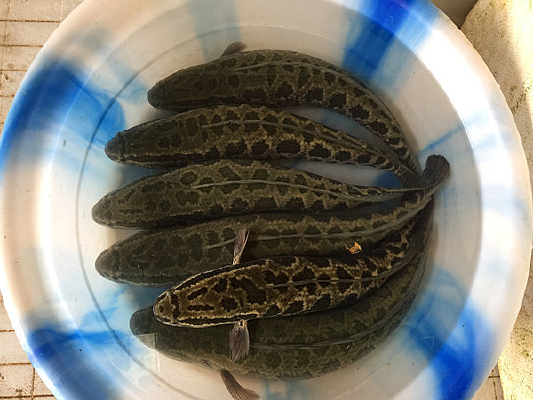 ��ˮ�������