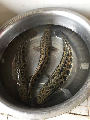 ��ˮ�����