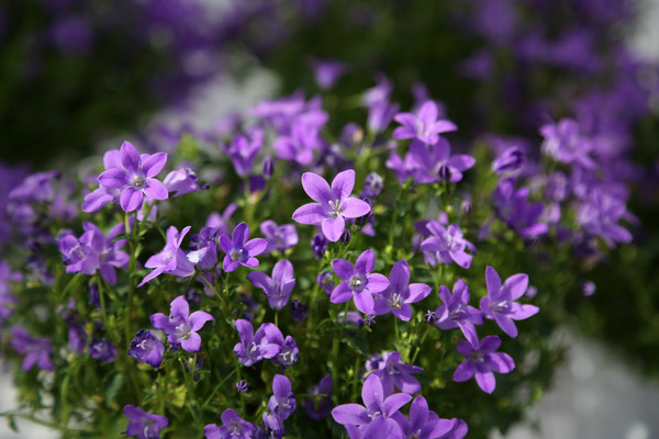 ���廨����