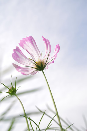 ��ɫ��ɣ��