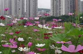 ��ɣ����