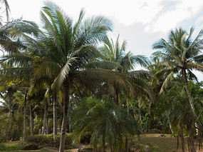 �����Ĳ�������Ҭ��