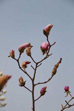 ��ɫ��������