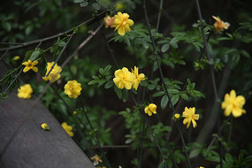 ����ӭ����