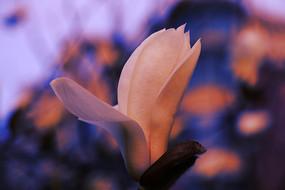 ���ŵ�������