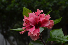 ��Ҷ�컨��дͼƬ