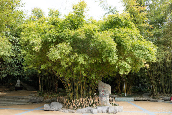 ���㳡������