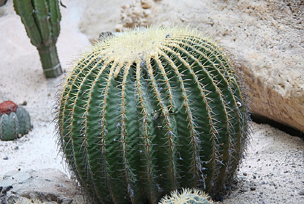 ɳĮ������