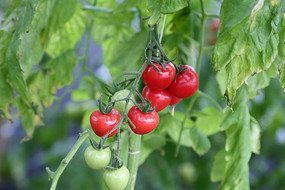 ̫��������