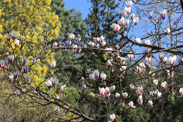 Զ������İ�����