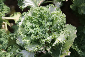 ���¸���