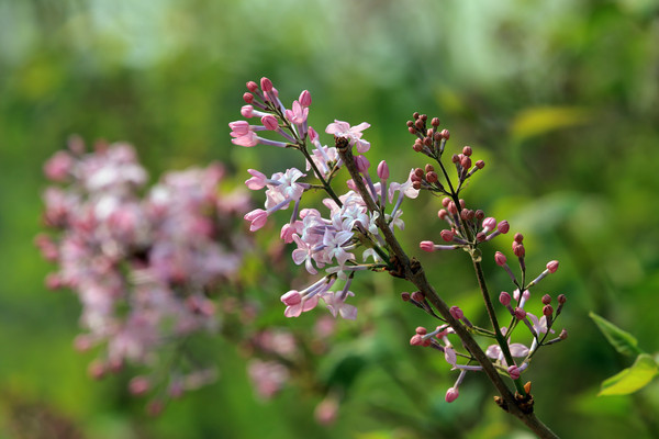 ��ɫ����