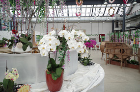 ��ɫ������