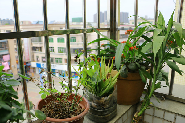 ��̨����ֲ��