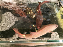 ��ɫ���ǰ�