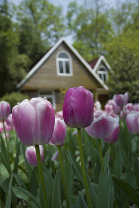 ��԰�е���ɫ������